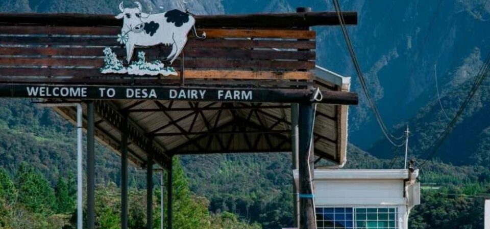 A main gate of Desa Cattle Dairy Farm, Kundasang, Sabah, with a sign that says “Welcome to Desa Cattle Dairy Farm” and a cow logo, and a view of Mount Kinabalu in the background.