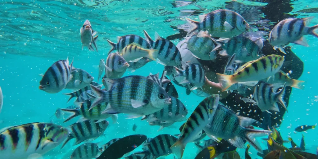 A large school of colorful fish swimming in the clear waters around Mantabuan Island