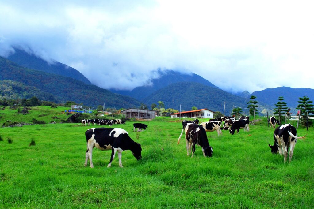 Desa Cattle Dairy Farm Experience Serenity in Natures Lap | Milas Travel & Tours