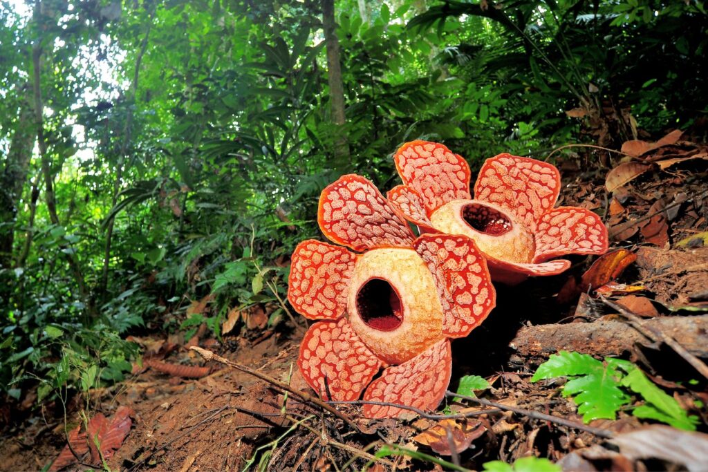 Kinabalu Park Botanical Garden A Paradise for Botany Enthusiasts 1 | Milas Travel & Tours