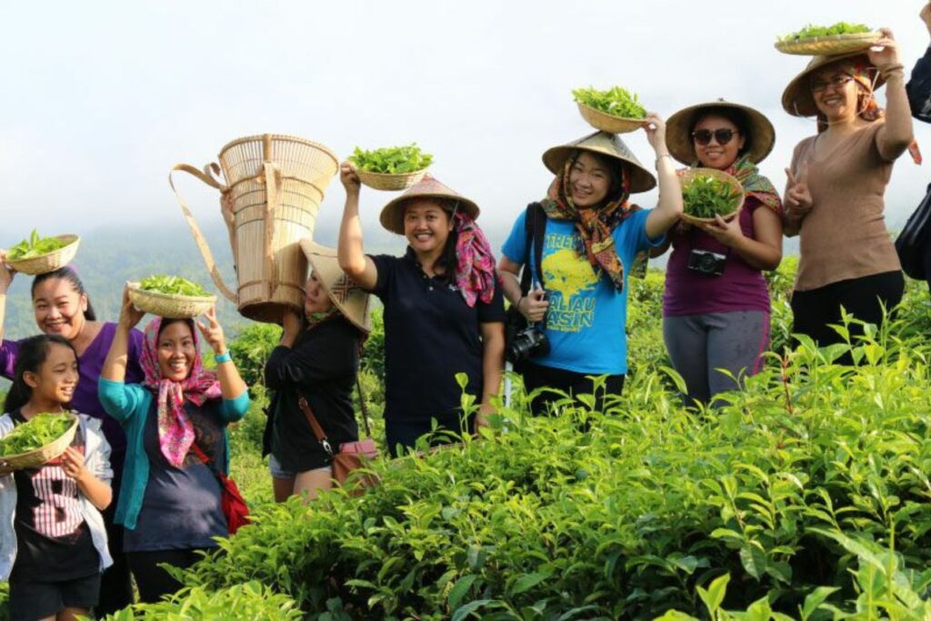 Sabah Tea Garden A Glimpse into the Art of Tea Production | Milas Travel & Tours