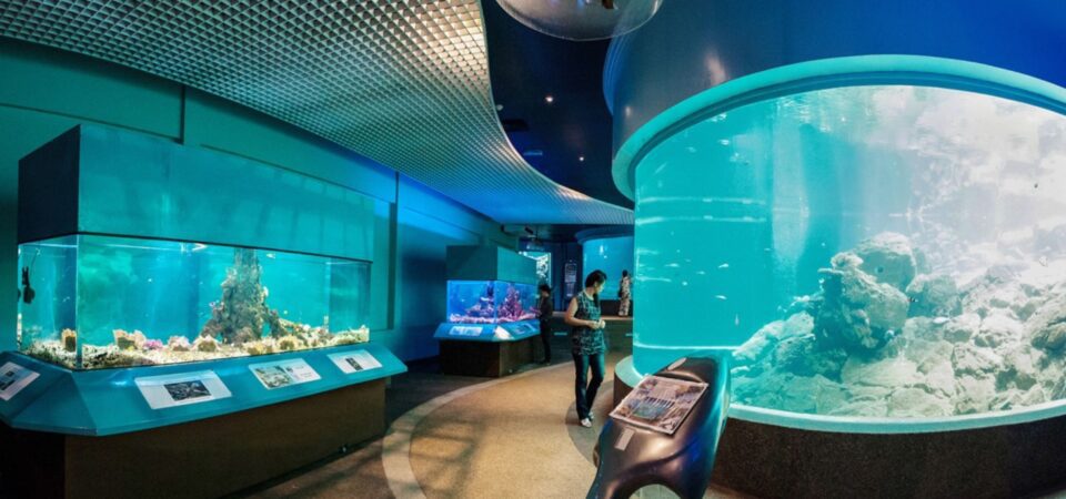 Aquarium UMS. Kota Kinabalu Campus Tour
