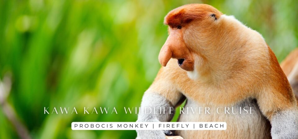 Kawa Kawa Wildlife River Cruise