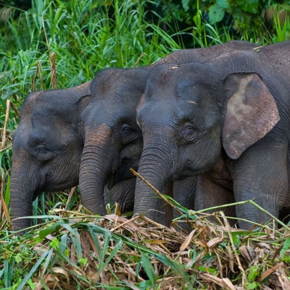 Kinabatangan River Cruise Day Tour