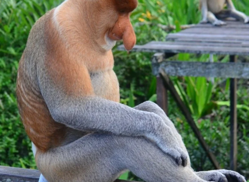 Proboscis-monkey-sitting