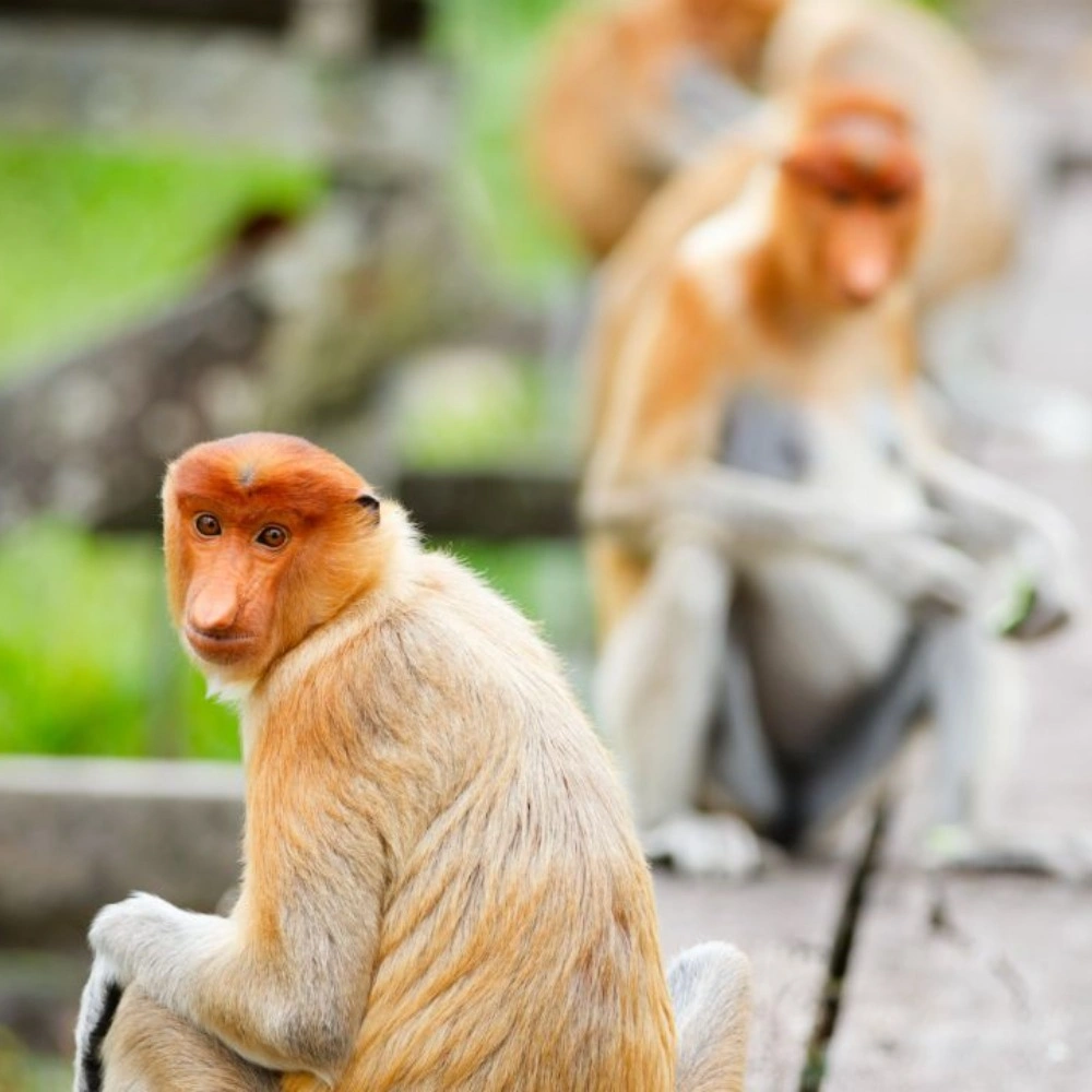 Half-Day Labuk Bay Proboscis Monkey Sanctuary