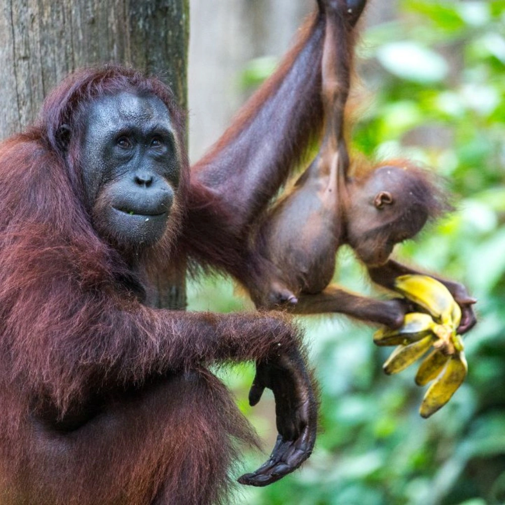 Half-Day Sepilok Orangutan & Sun Bear Tour