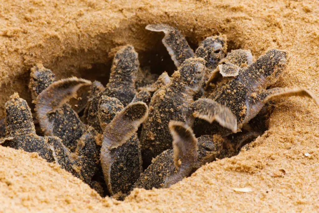 A cluster of baby sea turtles emerging from a sandy nest on Selingan Island, preparing for their first journey to the ocean.