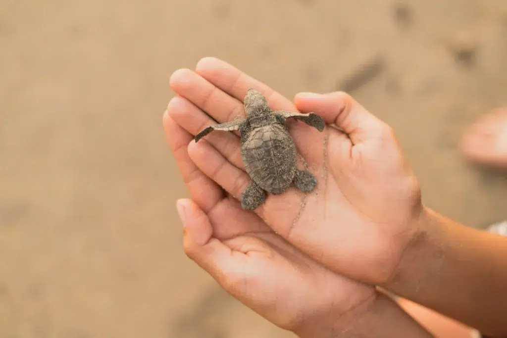 A close-up image of a baby turtle resting gently in a person's hands on Selingan Island's sandy beach, symbolizing conservation efforts and the delicate beauty of marine life