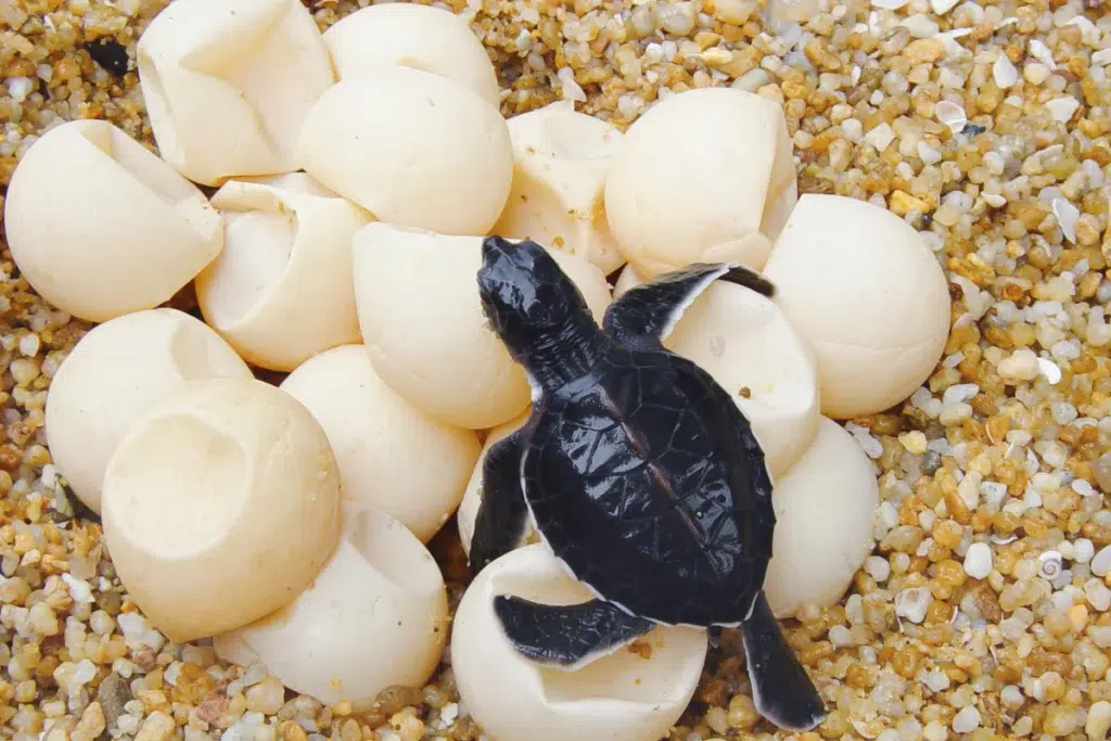 A newly hatched baby turtle emerging from its shell surrounded by other eggs on a sandy nest at Selingan Island.