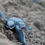 A close-up of a baby sea turtle crawling across sandy terrain on Selingan Island, showcasing its determination to reach the ocean.