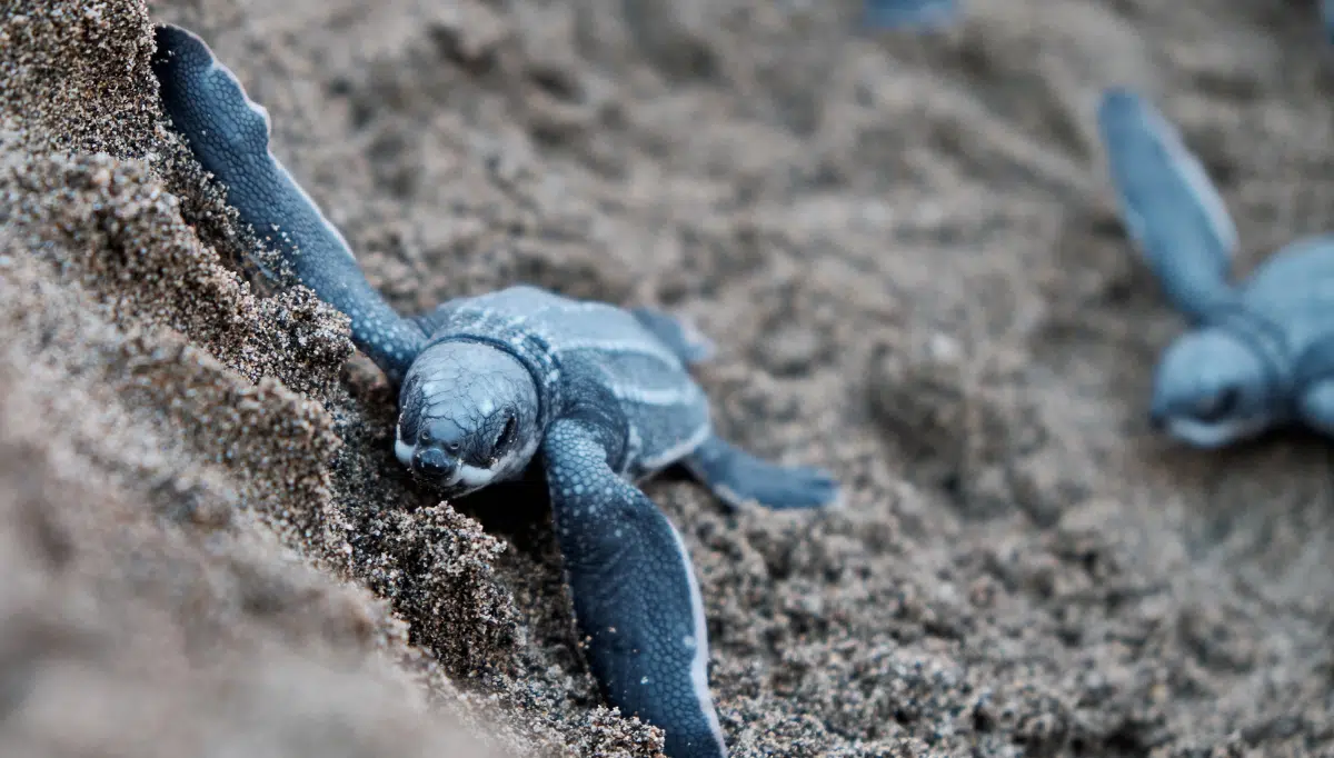 A close-up of a baby sea turtle crawling across sandy terrain on Selingan Island, showcasing its determination to reach the ocean.