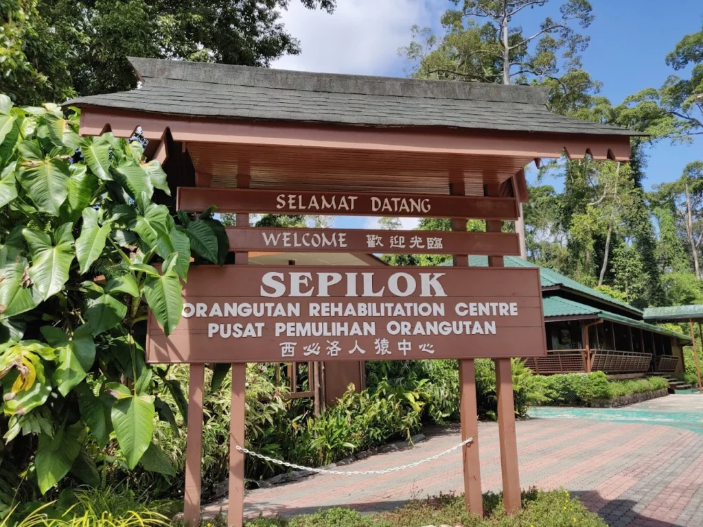 Best Guide to Visiting Sepilok Orangutan Rehabilitation Centre (#1 Planning Tips) 10 Must-visit Sepilok Orangutan Rehabilitation Centre