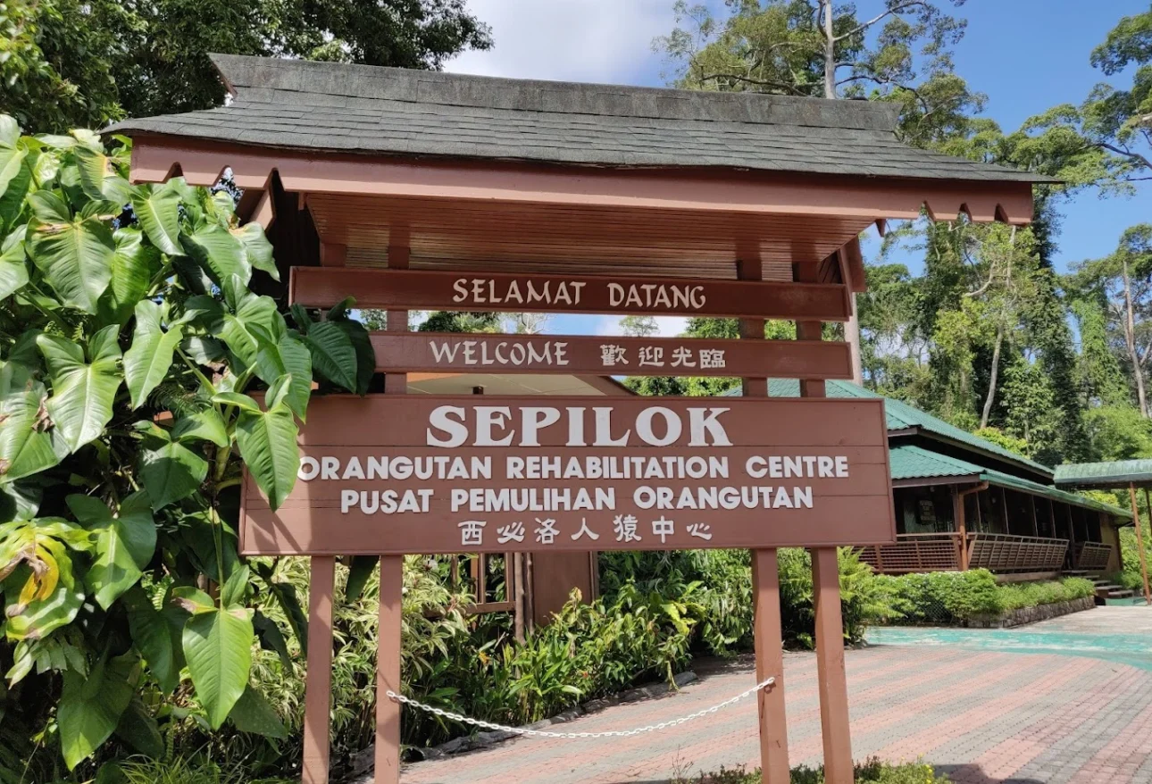 Must-visit Sepilok Orangutan Rehabilitation Centre
