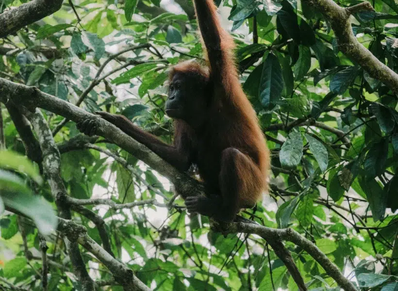 orangutan-sitting-on-tree