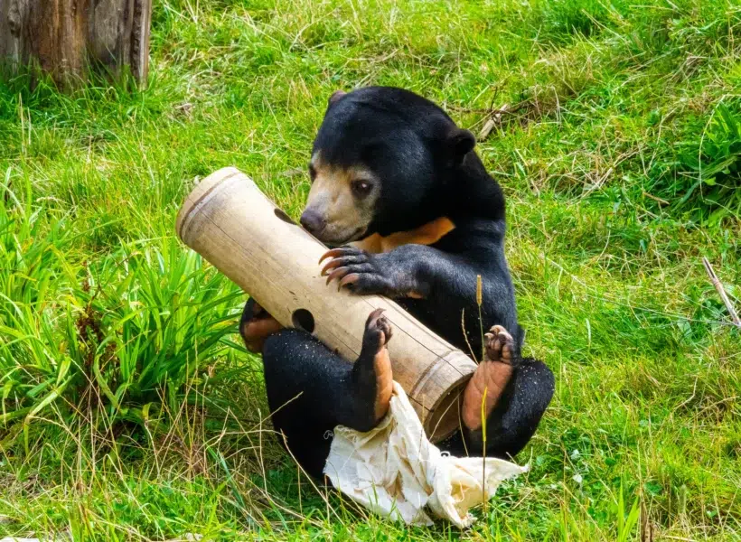 Bornean Sun Bear Holding a Bamboo Log