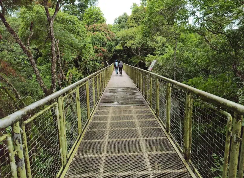 travelers exploring RDC along its canopy walkway