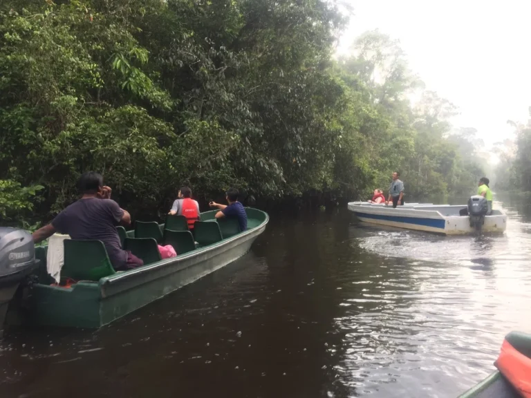 Kinabatangan River cruise