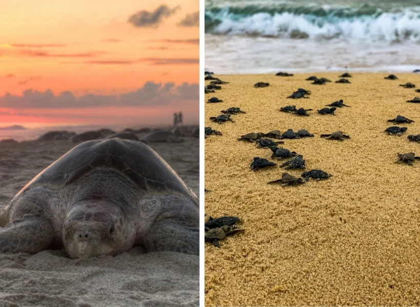 Split layout showing an adult sea turtle on the shore at sunset (left) and baby turtles crawling toward the sea (right) at Turtle Island (Selingan), Sandakan