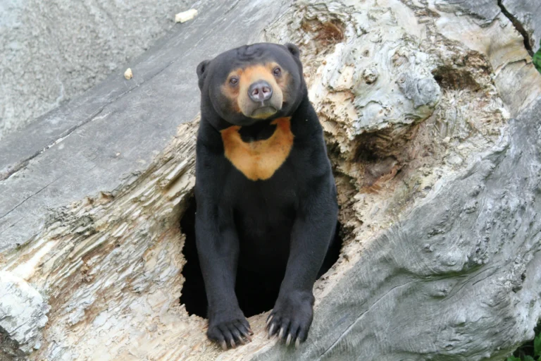 sun-bear-sitting in Sepilok