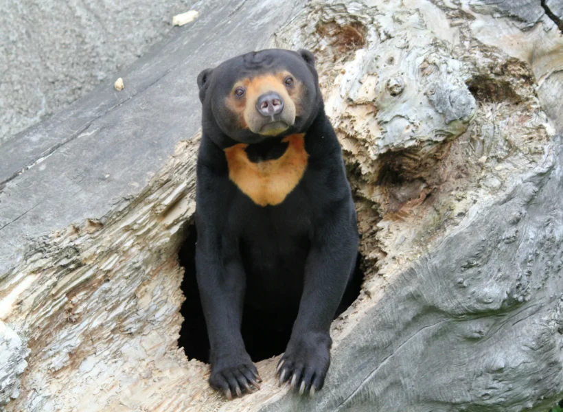 sun-bear-sitting in Sepilok