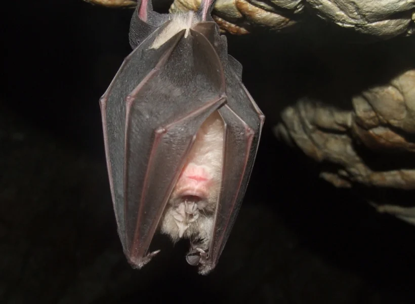 bat-in-gomantong-cave