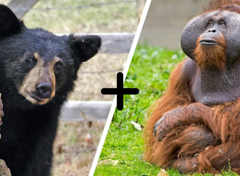 Split image showing a Sun Bear and an Orangutan in Sepilok, Sandakan — visit both wildlife centres in one day.