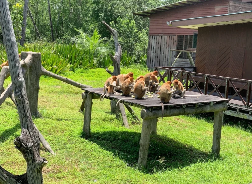 proboscis monkeys eating on a elevated wooden platform