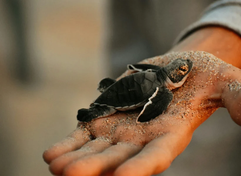 aby Turtle on a Man’s Palm at Selingan Island