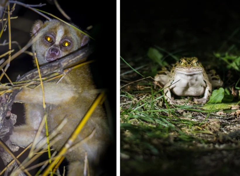 slow-loris-and-frog-at-night