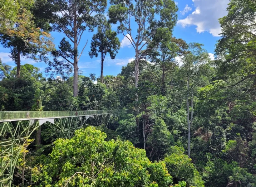 Elevated canopy walkway at the Rainforest Discovery Centre in Sandakan, surrounded by lush rainforest trees.