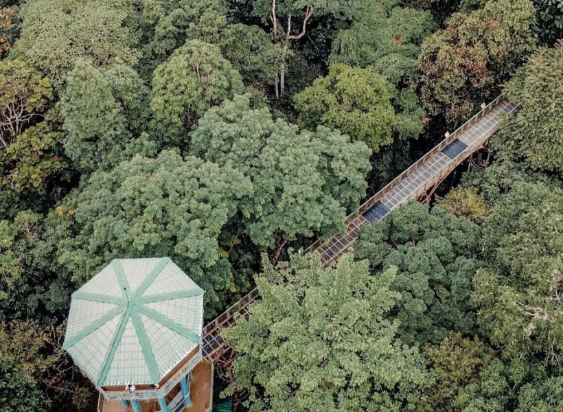 rainforest-discovery-centre-canopy-walk