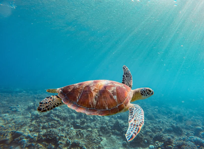 turtle-swimming-under-ocean
