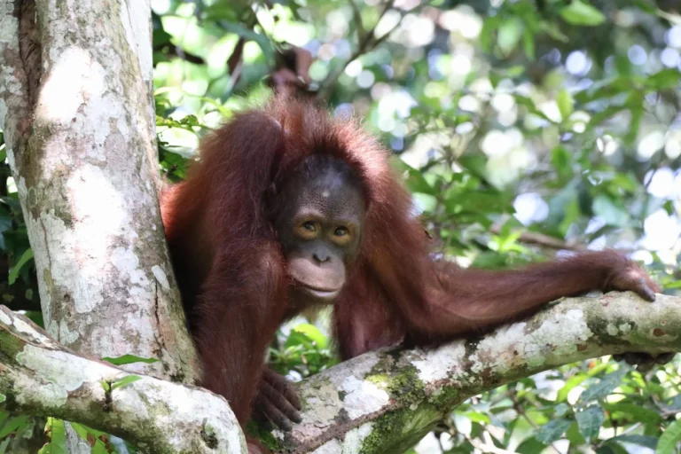 An orangutan in its natural habitat at the Sepilok Orangutan Rehabilitation Centre in Sandakan, Sabah.