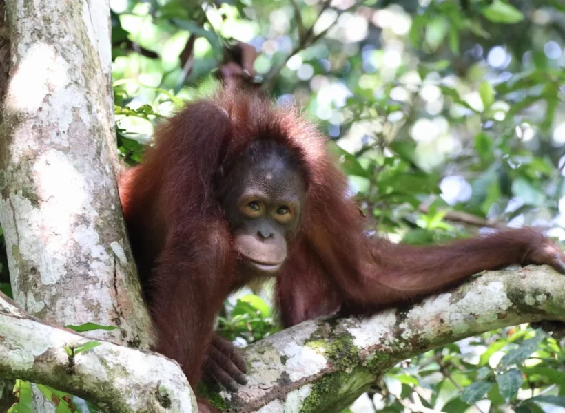 An orangutan in its natural habitat at the Sepilok Orangutan Rehabilitation Centre in Sandakan, Sabah.