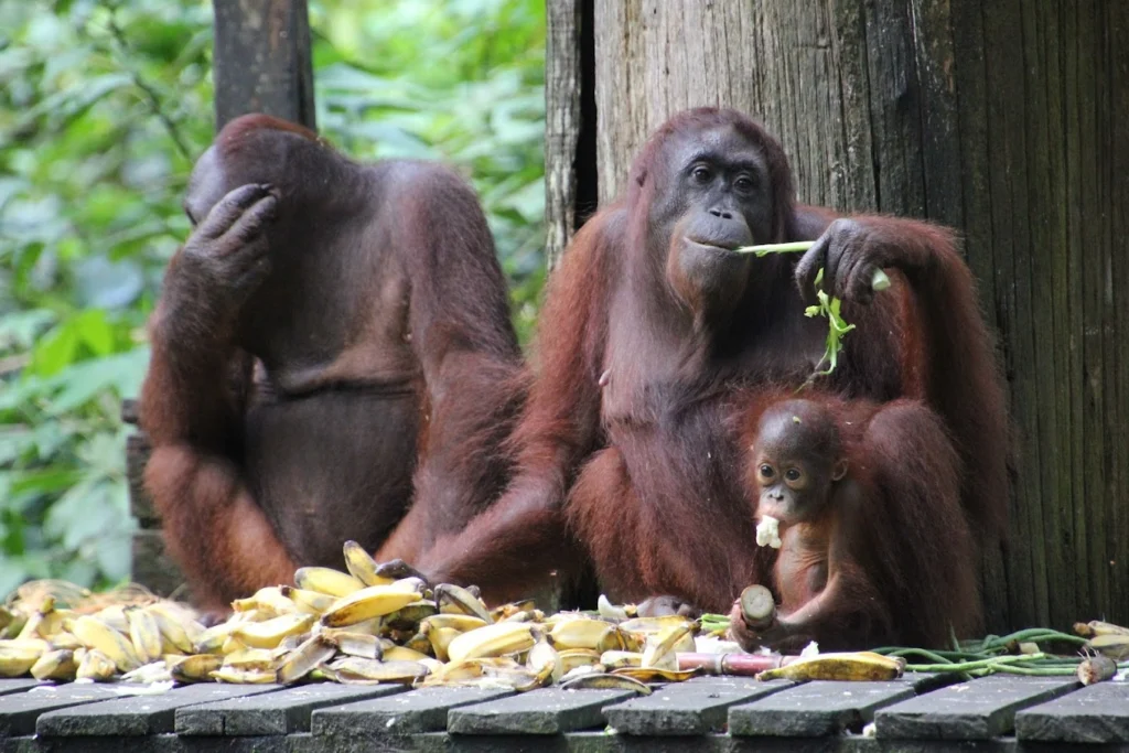 Best Guide to Visiting Sepilok Orangutan Rehabilitation Centre (#1 Planning Tips) 12 orangutan-eating-banana