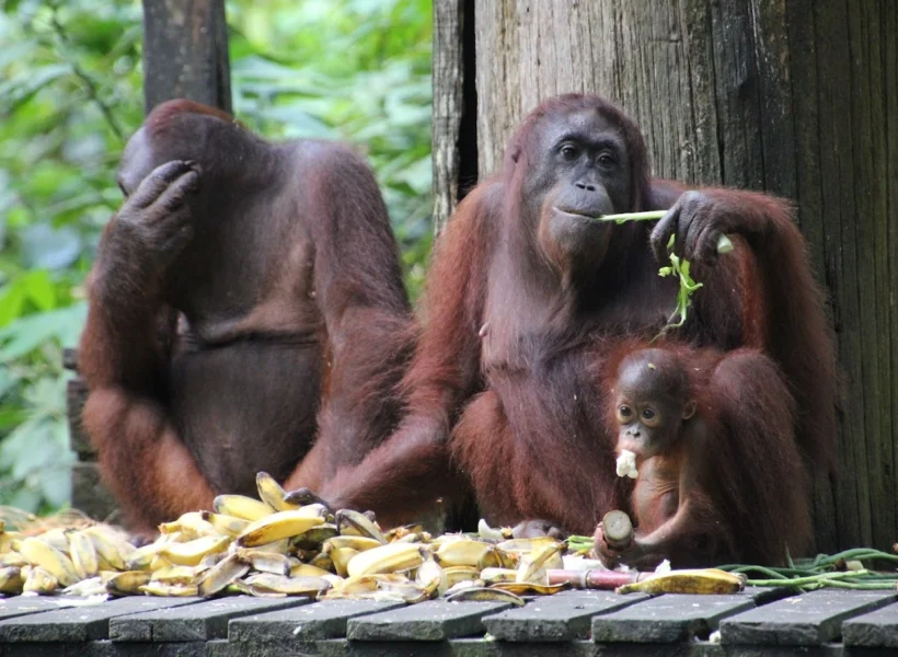 orangutan-eating-banana