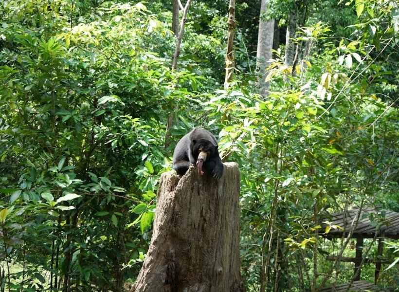 A sun bear standing on a tree trunk at the Bornean Sun Bear Conservation Centre in Sepilok, Sandakan.