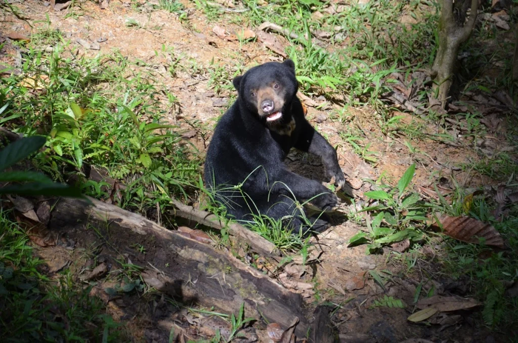 Best Guide to Visiting Sepilok Orangutan Rehabilitation Centre (#1 Planning Tips) 13 sunbear-sitting