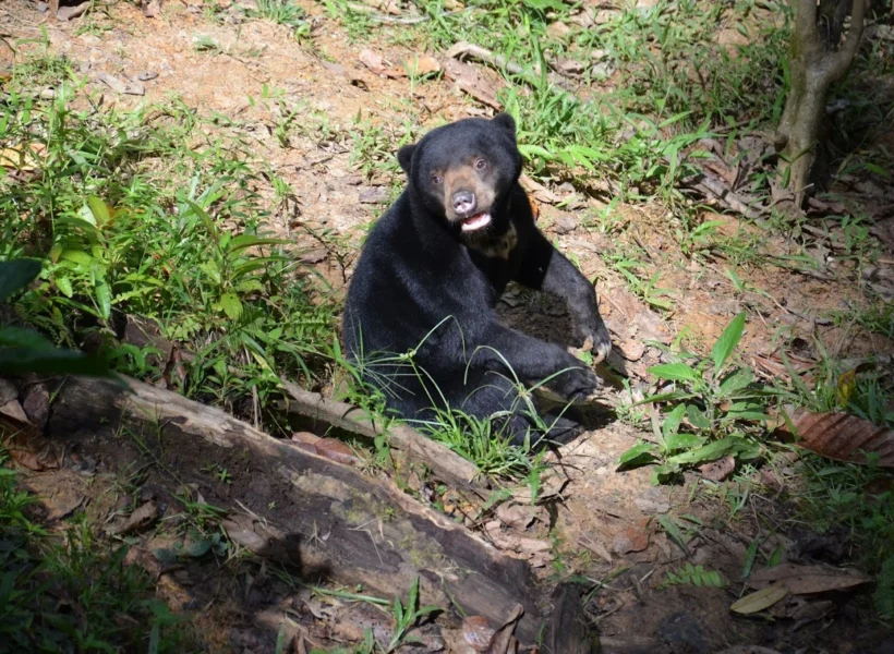 sunbear-sitting