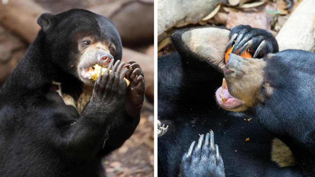 Ultimate Guide 2025: Bornean Sun Bear Conservation Centre – Is It Worth Visiting? 4 sunbear | Milas Travel