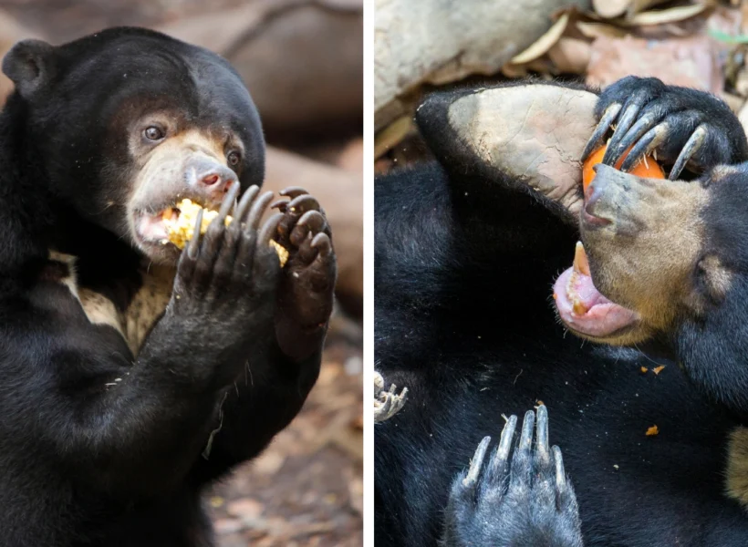 Split images showing Sun Bears at the Bornean Sun Bear Conservation Centre eating fruits and interacting with their environment.