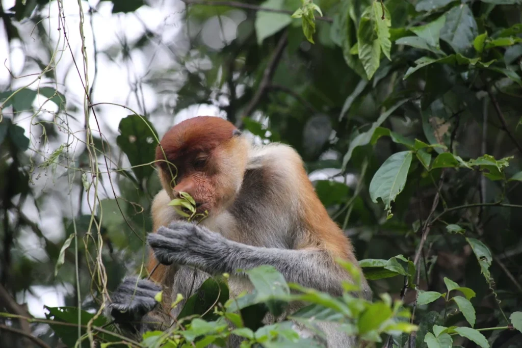 Unforgettable Kinabatangan River Cruise: Everything You Need to Know in 2025 3 proboscis-monkey-sitting-tree-branch