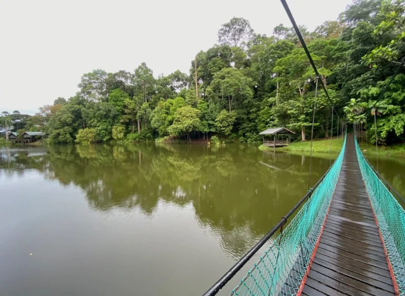 Suspended bridge above a river at the Rainforest Discovery Centre in Sepilok, Sandakan, surrounded by tropical rainforest.