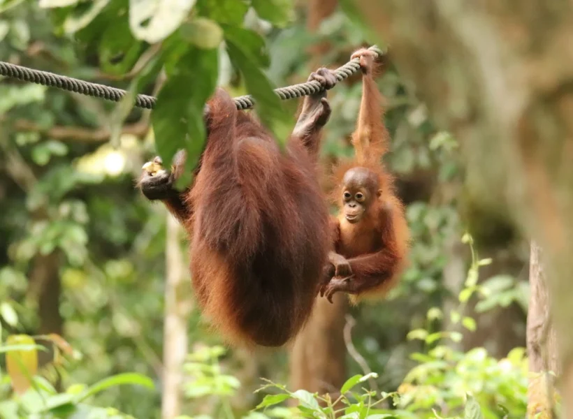 orang-utans-dangling-on-rope