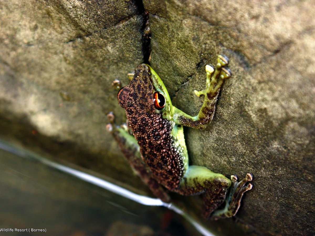 3D2N Tabin Frog Tour | Amphibian Wonders at Night