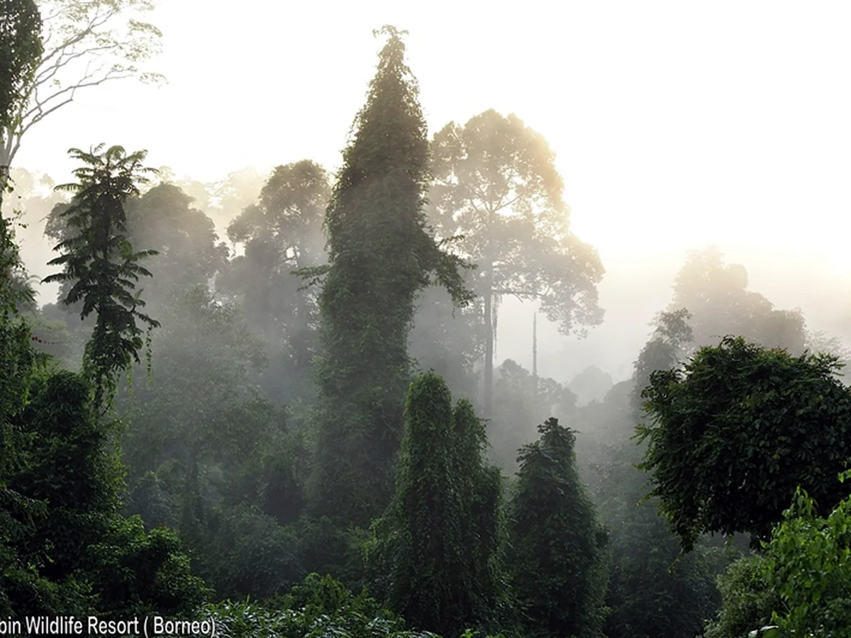 3D2N Tabin Cycling Tour | Epic Ride Through Borneo's Rainforest
