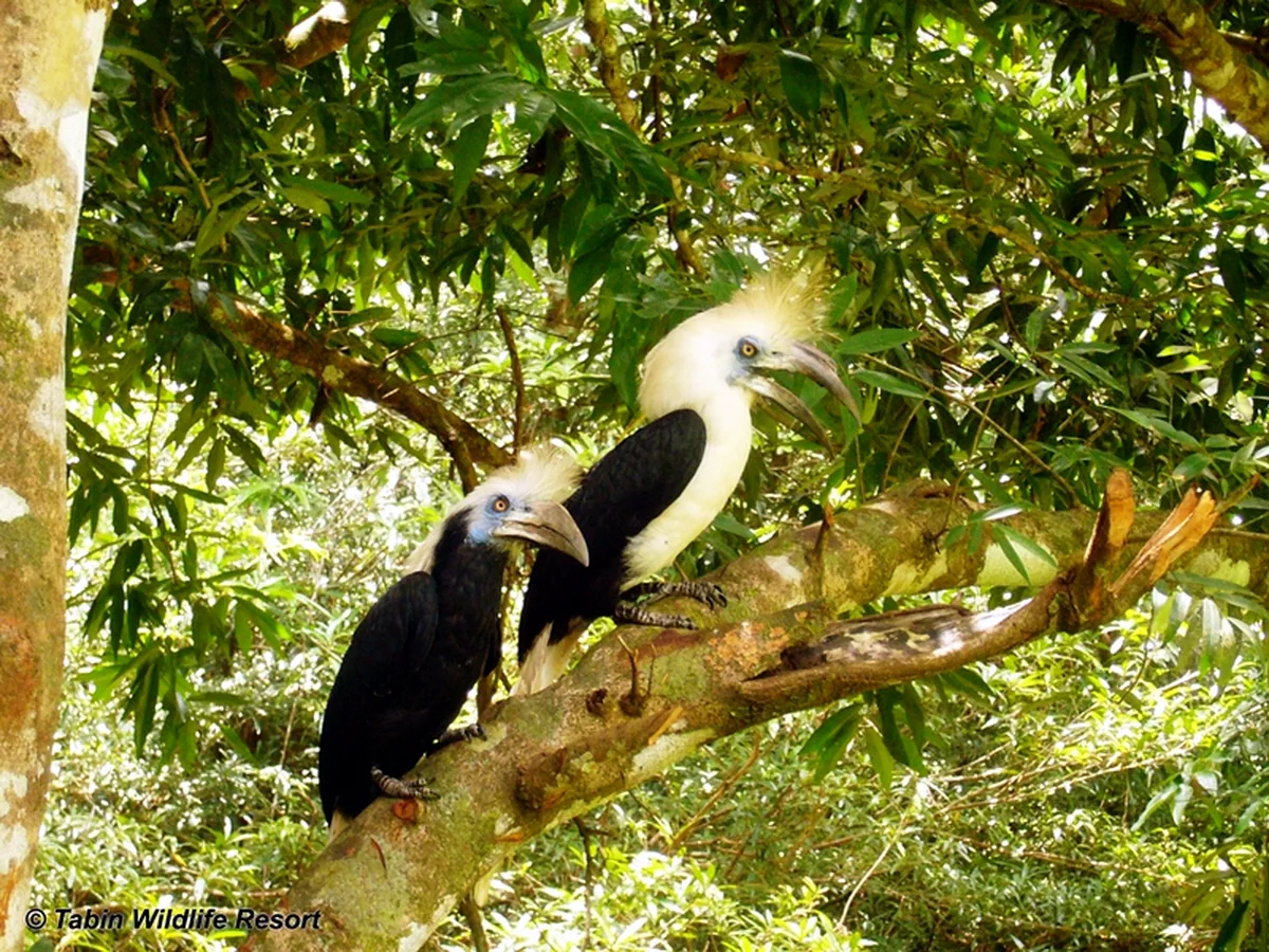 3D2N Tabin Birding Tour | Best Birdwatching Experience in Sabah