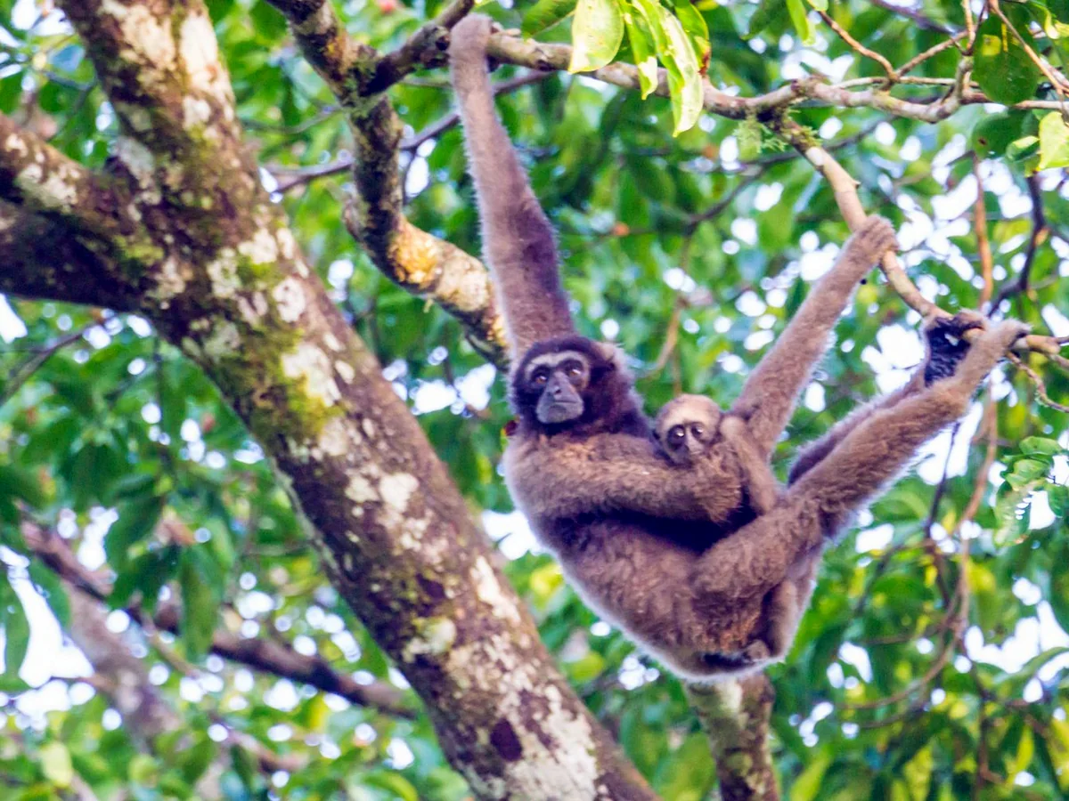4D3N Tabin Wildlife Safari | Best Wildlife Encounters 6 MTT TWR06 hero cover | Milas Travel