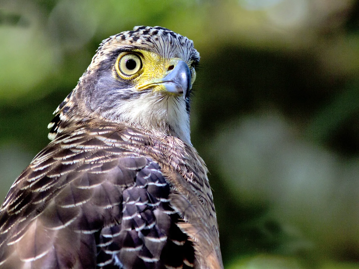4D3N Tabin Birding Tour | Exclusive Birdwatching Adventure in Sabah 4 MTT TWR07 hero cover | Milas Travel